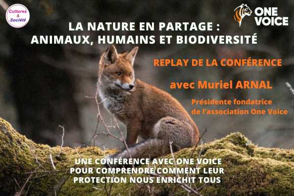 Visuel d'illustration de l'article représentant la photo du renard qui figure sur la page d'accueil de l'association One Voice.