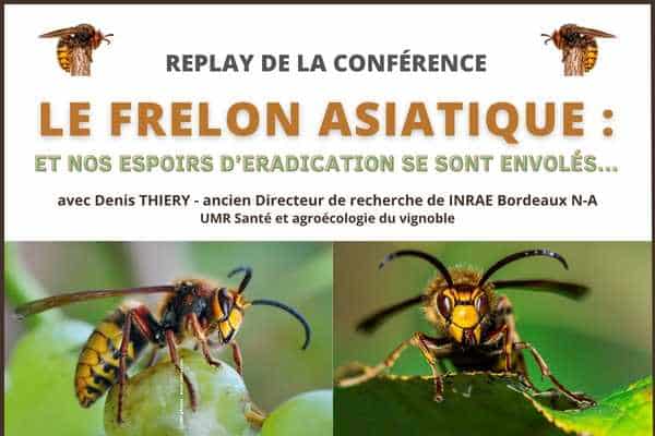 Visuel d'illustration de l'article avec son titre et deux photos de frelon asiatique